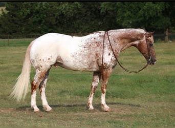 Appaloosa, Caballo castrado, 12 años, 160 cm, Alazán