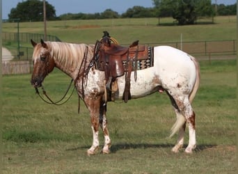 Appaloosa, Caballo castrado, 12 años, 160 cm, Alazán