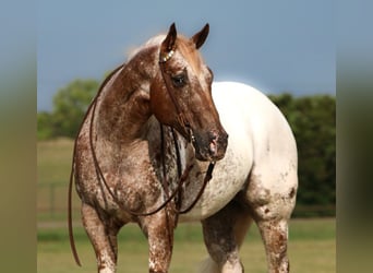 Appaloosa, Caballo castrado, 12 años, 160 cm, Alazán