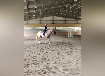 Appaloosa, Caballo castrado, 12 años, 160 cm, Alazán