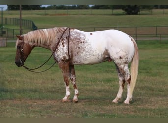 Appaloosa, Caballo castrado, 12 años, 160 cm, Alazán