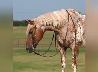 Appaloosa, Caballo castrado, 12 años, 160 cm, Alazán