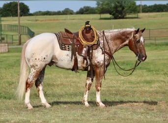 Appaloosa, Caballo castrado, 12 años, 160 cm, Alazán