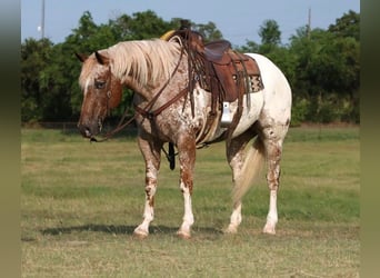 Appaloosa, Caballo castrado, 12 años, 160 cm, Alazán