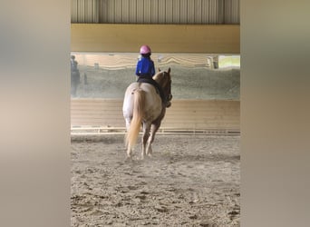 Appaloosa, Caballo castrado, 12 años, 160 cm, Alazán