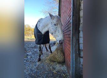 Appaloosa, Caballo castrado, 12 años, 160 cm, Atigrado/Moteado