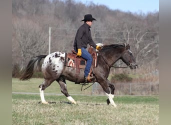 Appaloosa, Caballo castrado, 12 años, Alazán rojizo