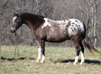 Appaloosa, Caballo castrado, 12 años, Alazán rojizo