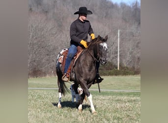 Appaloosa, Caballo castrado, 12 años, Alazán rojizo