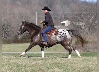 Appaloosa, Caballo castrado, 12 años, Alazán rojizo