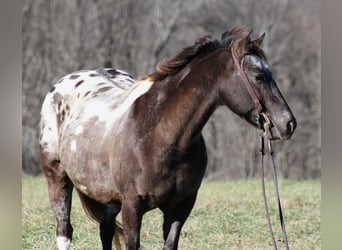 Appaloosa, Caballo castrado, 12 años, Alazán rojizo