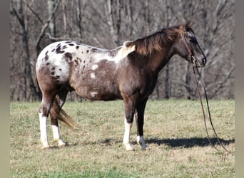 Appaloosa, Caballo castrado, 12 años, Alazán rojizo