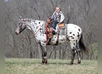 Appaloosa, Caballo castrado, 12 años, Alazán rojizo