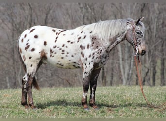 Appaloosa, Caballo castrado, 12 años, Alazán rojizo