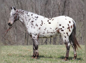 Appaloosa, Caballo castrado, 12 años, Alazán rojizo