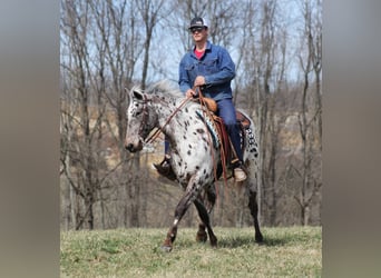 Appaloosa, Caballo castrado, 12 años, Alazán rojizo