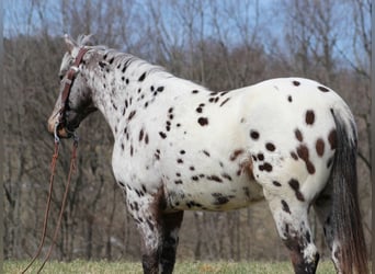 Appaloosa, Caballo castrado, 12 años, Alazán rojizo