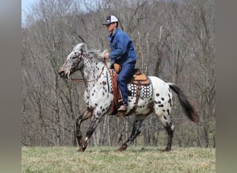 Appaloosa, Caballo castrado, 12 años, Alazán rojizo