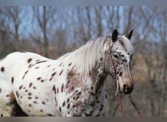 Appaloosa, Caballo castrado, 12 años, Alazán rojizo