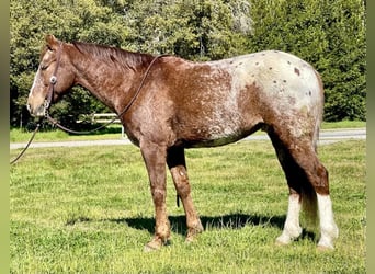 Appaloosa, Caballo castrado, 12 años, Alazán-tostado