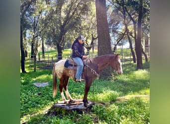 Appaloosa, Caballo castrado, 12 años, Alazán-tostado