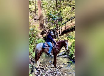 Appaloosa, Caballo castrado, 12 años, Alazán-tostado