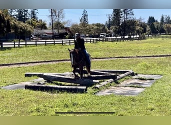 Appaloosa, Caballo castrado, 12 años, Alazán-tostado