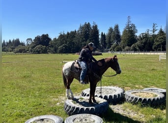 Appaloosa, Caballo castrado, 12 años, Alazán-tostado