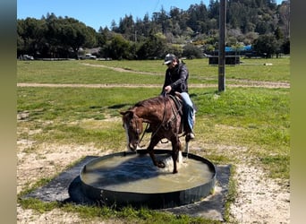 Appaloosa, Caballo castrado, 12 años, Alazán-tostado