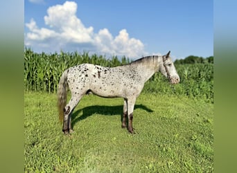 Appaloosa, Caballo castrado, 12 años, Tordo