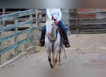 Appaloosa, Caballo castrado, 12 años, White/Blanco