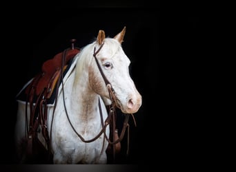 Appaloosa, Caballo castrado, 12 años, White/Blanco