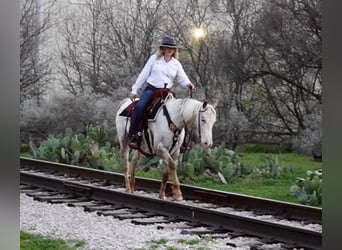 Appaloosa, Caballo castrado, 12 años, White/Blanco