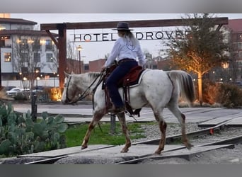 Appaloosa, Caballo castrado, 12 años, White/Blanco