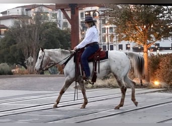 Appaloosa, Caballo castrado, 12 años, White/Blanco