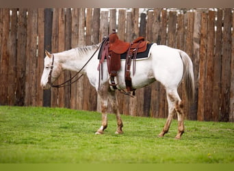 Appaloosa, Caballo castrado, 12 años, White/Blanco