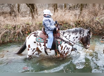 Appaloosa, Caballo castrado, 13 años, 132 cm, Castaño rojizo