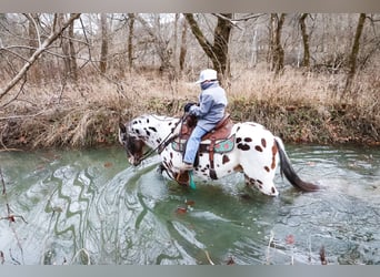 Appaloosa, Caballo castrado, 13 años, 132 cm, Castaño rojizo