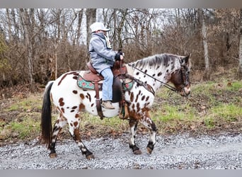 Appaloosa, Caballo castrado, 13 años, 132 cm, Castaño rojizo