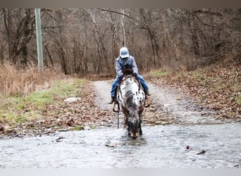 Appaloosa, Caballo castrado, 13 años, 132 cm, Castaño rojizo