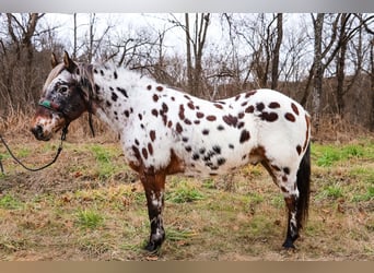 Appaloosa, Caballo castrado, 13 años, 132 cm, Castaño rojizo