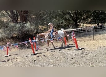 Appaloosa, Caballo castrado, 13 años, 142 cm, Alazán-tostado