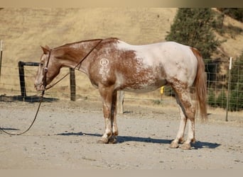 Appaloosa, Caballo castrado, 13 años, 142 cm, Alazán-tostado