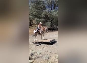 Appaloosa, Caballo castrado, 13 años, 142 cm, Alazán-tostado