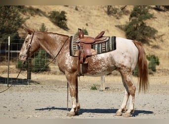 Appaloosa, Caballo castrado, 13 años, 142 cm, Alazán-tostado