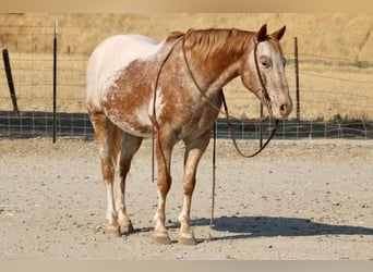 Appaloosa, Caballo castrado, 13 años, 142 cm, Alazán-tostado