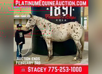 Appaloosa, Caballo castrado, 13 años, 142 cm, Castaño rojizo