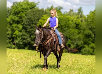 Appaloosa, Caballo castrado, 13 años, 142 cm, Negro