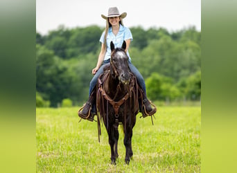 Appaloosa, Caballo castrado, 13 años, 142 cm, Negro