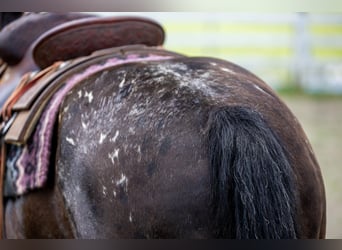 Appaloosa, Caballo castrado, 13 años, 142 cm, Negro